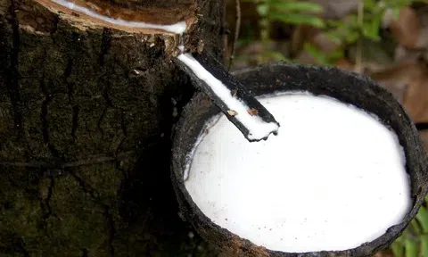 Giá cao su hôm nay 27/3/2026: Giá cao su thế giới tăng, trong nước ổn định