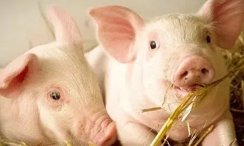 Giá heo hơi hôm nay 29/3/2026: Dao động trong khoảng 62.000 - 69.000 đồng/kg.