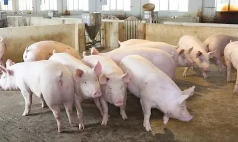 Giá heo hơi hôm nay 30/3: Miền Bắc, Miền Trung tiếp đà giảm