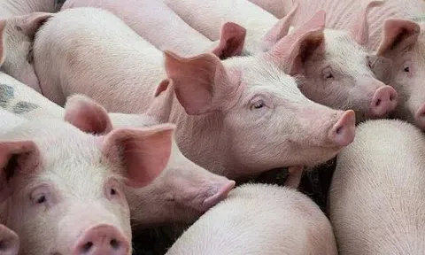 Giá heo hơi hôm nay 31/3: Có nơi xuống mốc 60.000 đồng/kg