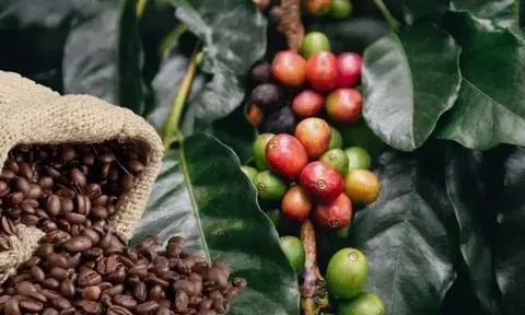 Giá cà phê hôm nay 1/4/2026: Thị trường lao dốc, xu hướng điều chỉnh