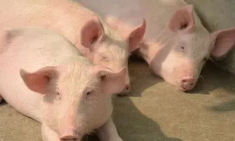 Giá heo hơi hôm nay 1/4: Tăng giảm trái chiều giữa các miền