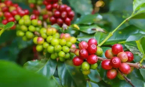 Giá cà phê hôm nay 2/4/2026: Thị trường phục hồi mạnh mẽ