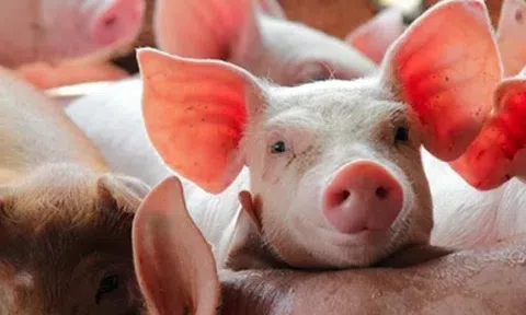 Giá heo hơi hôm nay 2/4: Tăng giảm trái chiều giữa các miền
