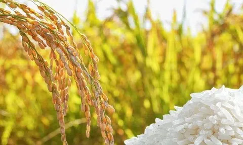 Giá lúa gạo hôm nay 2/4/2026: Khởi sắc trở lại