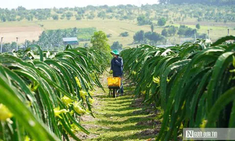 Thanh long xuất khẩu sang EU: Kiểm soát 30%, không phải 50%
