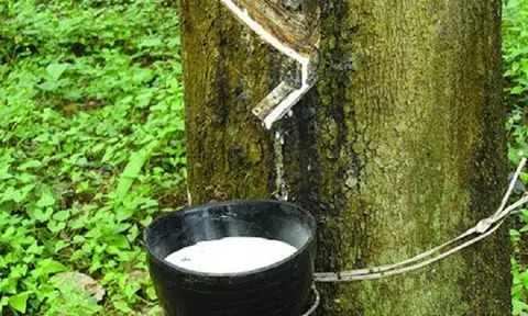 Giá cao su hôm nay 2/4/2026: Biến động trái chiều trên thị trường quốc tế