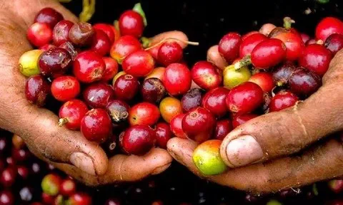 Giá cà phê hôm nay 3/4/2026: Phục hồi trở lại mốc 90.000 đồng/kg