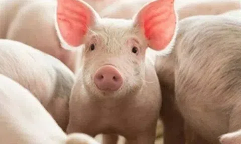 Giá heo hơi hôm nay 3/4: Phục hồi, miền Bắc và miền Trung tăng tốc