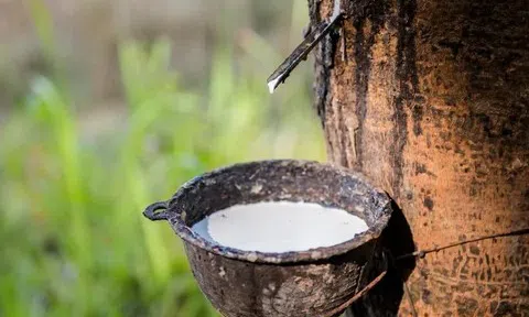 Giá cao su hôm nay 3/4/2026: Cập nhật giá cao su trong nước và quốc tế