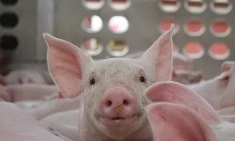 Giá heo hơi hôm nay 4/4: Xu hướng phục hồi rõ nét