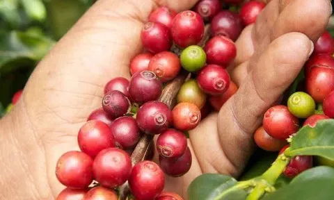 Giá cà phê hôm nay 5/4/2026: Cập nhật giá cà phê trong nước, thế giới