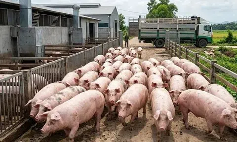 Giá heo hơi hôm nay 5/4: Biến động trái chiều tuần qua