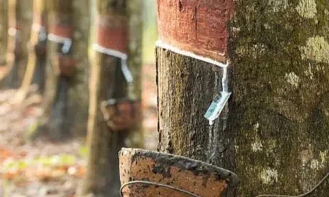 Giá cao su hôm nay 5/4/2026: Cập nhật giá cao su trong nước và quốc tế