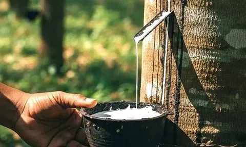 Giá cao su hôm nay 6/4/2026: Cập nhật giá cao su trong nước và quốc tế