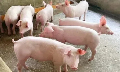 Giá heo hơi hôm nay 6/4: Phục hồi cục bộ tại miền Bắc
