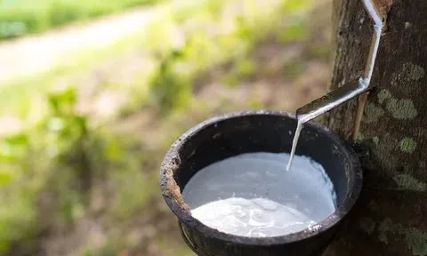 Giá cao su hôm nay 7/4/2026: Cập nhật giá cao su trong nước và quốc tế
