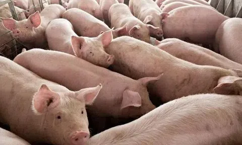 Giá heo hơi hôm nay 7/4: Tiếp tục tăng nhẹ tại Miền Nam