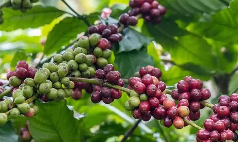 Giá cà phê hôm nay 8/4/2026: Trong nước đi ngang