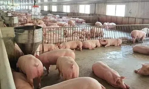 Giá heo hơi hôm nay 8/4: Phục hồi tại Miền Nam, Miền Trung