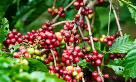 Giá cà phê hôm nay 9/4/2026: Lao dốc mạnh