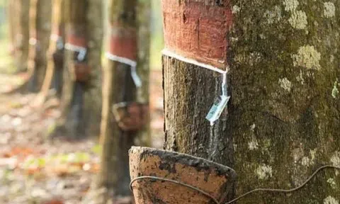 Giá cao su hôm nay 9/4/2026: Cập nhật giá cao su trong nước và quốc tế