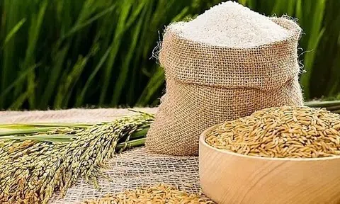 Giá lúa gạo hôm nay 9/4/2026: Giá lúa tăng nhẹ