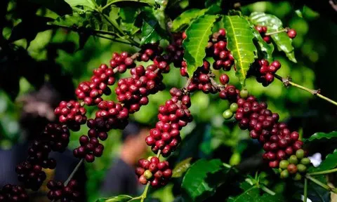 Giá cà phê hôm nay 11/4/2026: Điều chỉnh giảm, thị trường giằng co