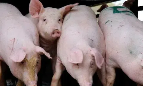 Giá heo hơi hôm nay 11/4: Giảm rải rác tại Miền Bắc, Miền Trung