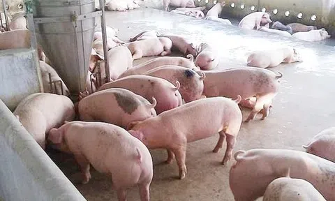 Giá heo hơi hôm nay 12/4: Biến động trái chiều ba miền