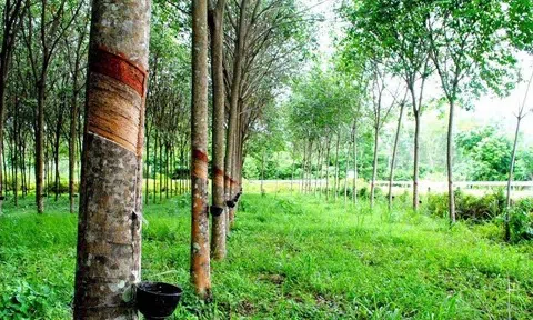 Giá cao su hôm nay 14/4/2026: Thị trường quốc tế giảm đồng loạt