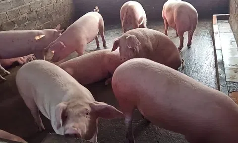 Giá heo hơi hôm nay 14/4: Toàn cảnh biến động ba miền