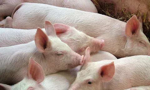 Giá heo hơi hôm nay 15/4: Tăng nhẹ ở cả ba miền