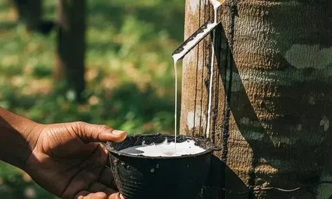 Giá cao su hôm nay 16/4/2026: Thế giới phân hóa, trong nước đi ngang