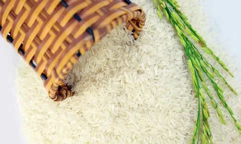 Giá lúa gạo hôm nay 16/4/2026: Duy trì trạng thái ổn định