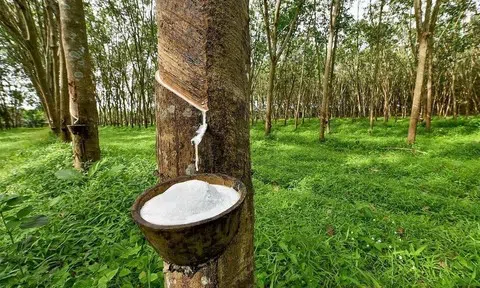 Giá cao su hôm nay 17/4/2026: Quốc tế trái chiều, trong nước đi ngang