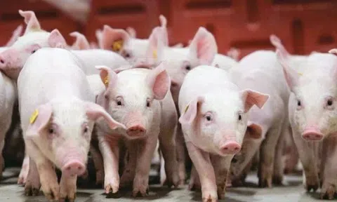 Giá heo hơi hôm nay 17/4: Ổn định toàn quốc, miền Nam giữ đỉnh