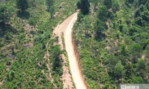 Dừng khai thác hơn 5ha rừng ở Huế do không có hồ sơ pháp lý