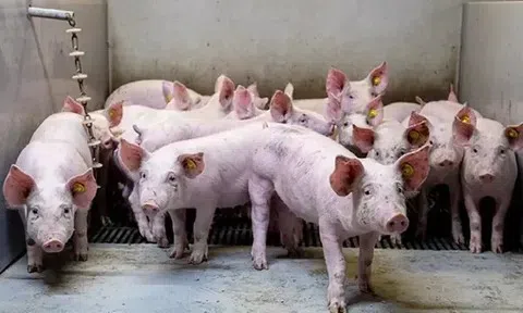 Giá heo hơi hôm nay 19/4: Giá cao nhất vẫn duy trì ở mức 69.000 đồng/kg