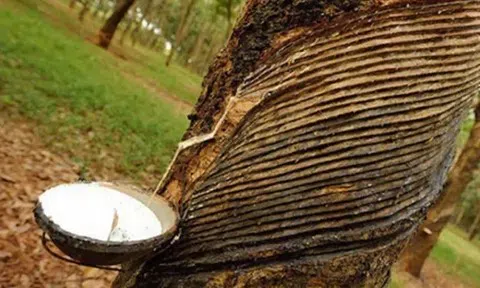 Giá cao su hôm nay 19/4/2026: Sàn châu Á đồng loạt giảm