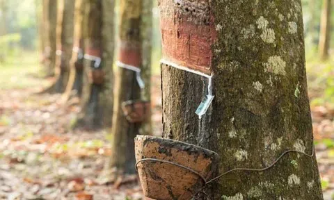 Giá cao su hôm nay 20/4/2026: Quốc tế phân hóa, trong nước ổn định