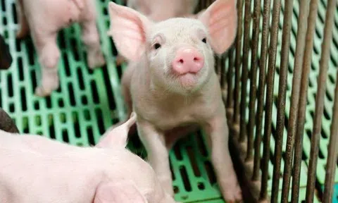 Giá heo hơi hôm nay 22/4: Toàn quốc ổn định, chờ bứt phá mới