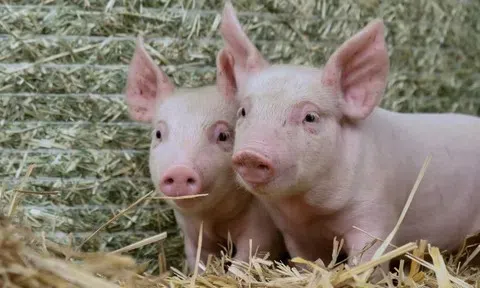 Giá heo hơi hôm nay 23/4: Miền Nam điều chỉnh tăng