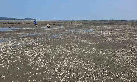 Lấy mẫu phân tích nguyên nhân ngao chết bất thường ở Hà Tĩnh