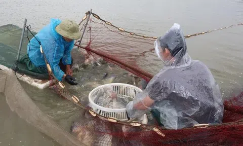 Cá rô phi: Tăng trưởng ấn tượng nhưng cần phát triển bền vững