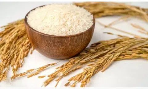 Giá lúa gạo hôm nay 27/4/2026: Toàn cảnh thị trường, xuất khẩu