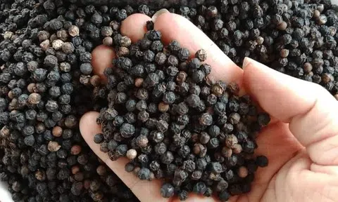 Thị trường hồ tiêu đi ngang ở vùng giá cao, cung - cầu giữ thế cân bằng