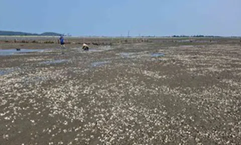 Lấy mẫu phân tích nguyên nhân ngao chết bất thường ở Hà Tĩnh