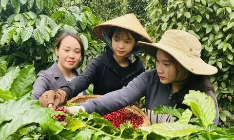 Ngày 3/5: Giá cà phê bật tăng trở lại, hồ tiêu giữ vững đỉnh cao ổn định
