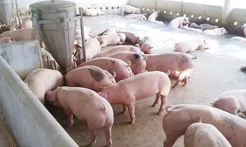 Giá heo hơi hôm nay 28/4: Nghệ An tăng nhẹ, thị trường ổn định